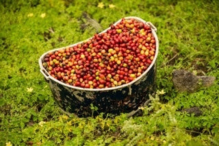 Hawaiian Natural Farming Methods at Work