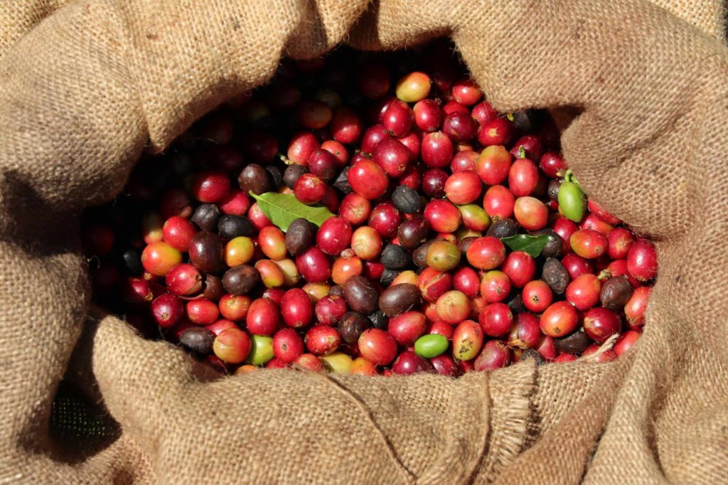 What Volcanic Soil Coffee Flavor Tastes Like