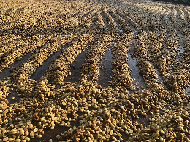 What Makes Kona Coffee Expensive? The Real Cost