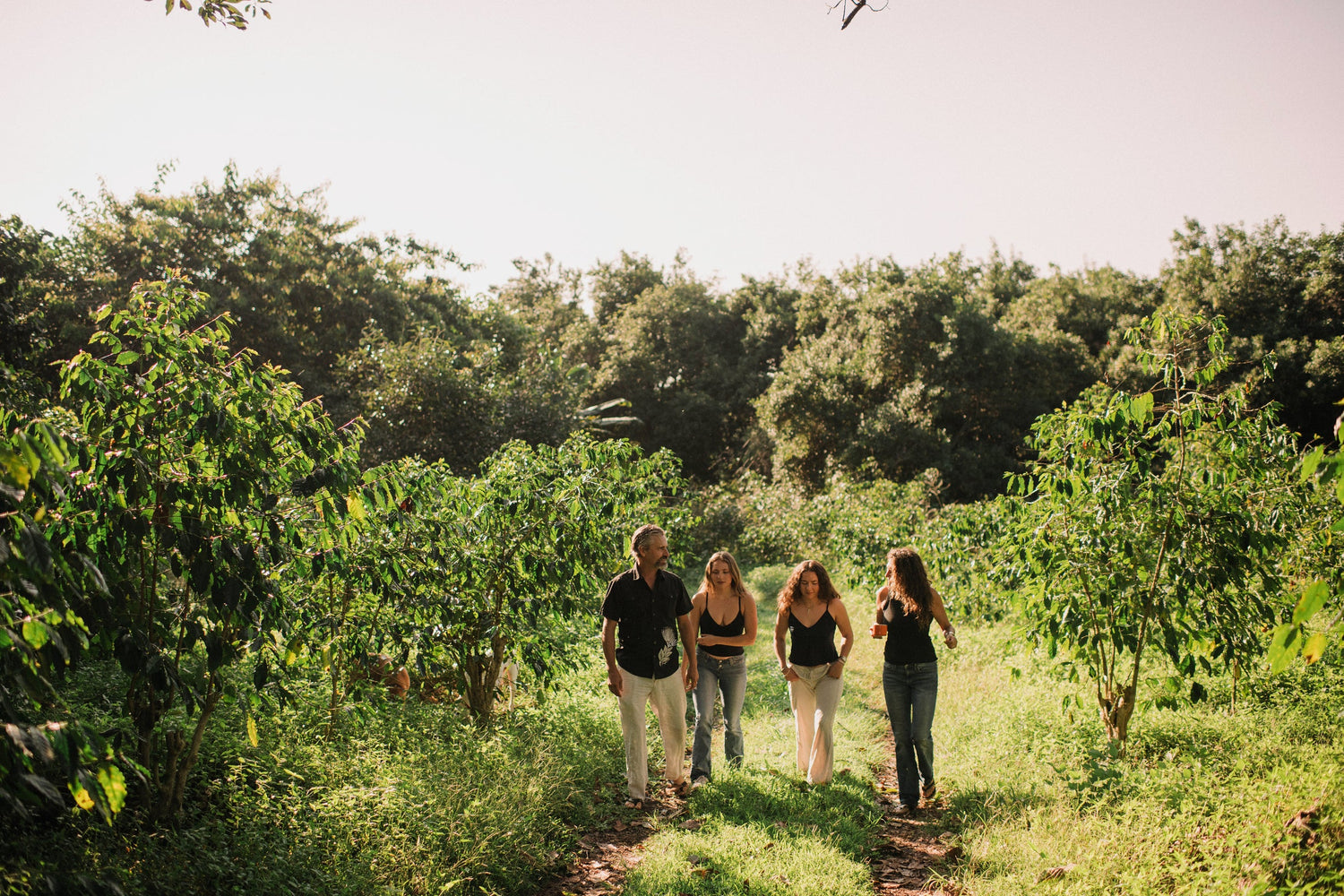 Why Farm Direct Coffee Beans Taste So Alive
