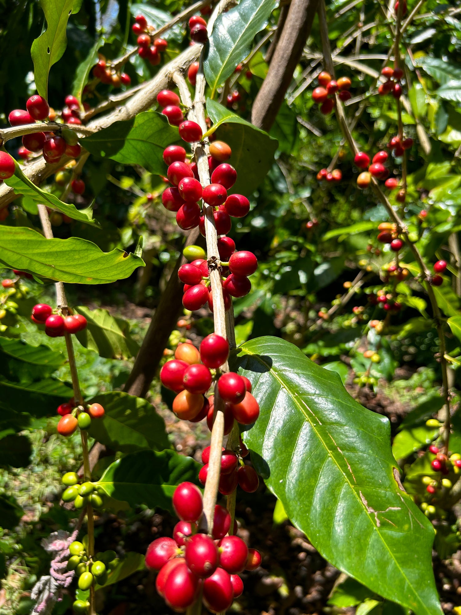 Why Choose Certified Organic Coffee? A Better Cup