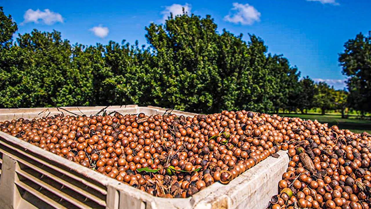 Coffee | Nutrient Rich Izzie Macs! Macadamia Nuts – Kona Rose Coffee