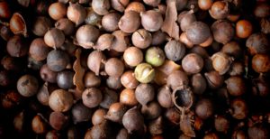 closeup of macadamia nuts