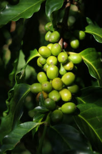 green coffee cherry